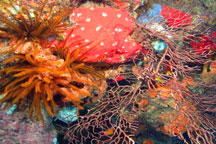 Coral head