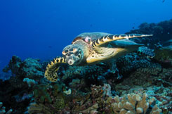 Turtle over Reef